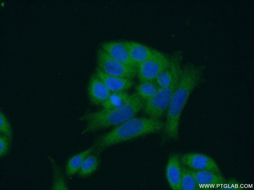 [24334-1-AP-20UL] ANKRD16 Polyclonal antibody