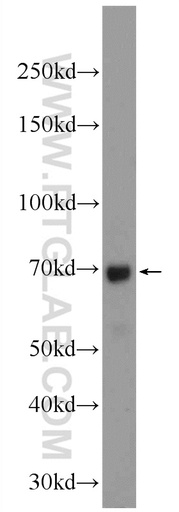 [24373-1-AP-150UL] MSL1 Polyclonal antibody