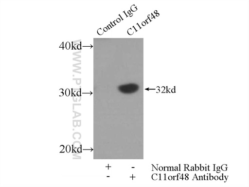 [24389-1-AP-150UL] C11orf48 Polyclonal antibody