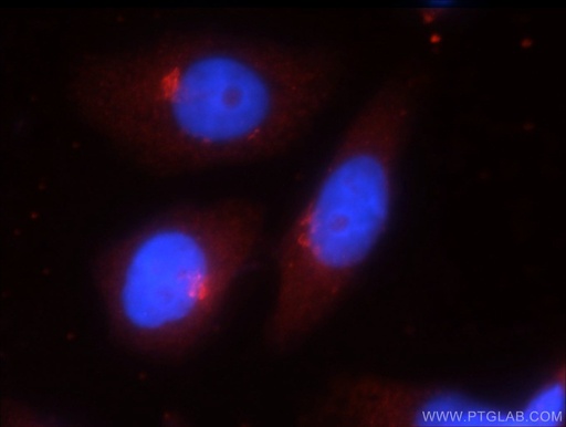 [24412-1-AP-150UL] ATG14/Barkor (C-terminal) Polyclonal antibody