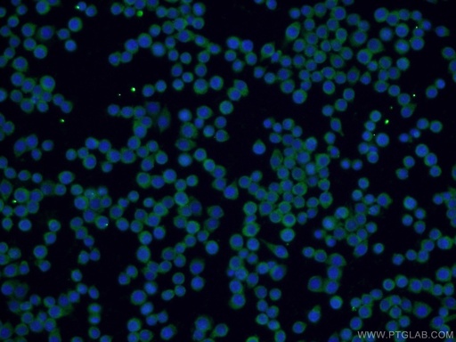 [24423-1-AP-150UL] SPAG9 Polyclonal antibody