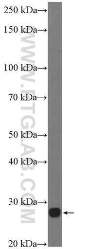 [24430-1-AP-20UL] RS1 Polyclonal antibody