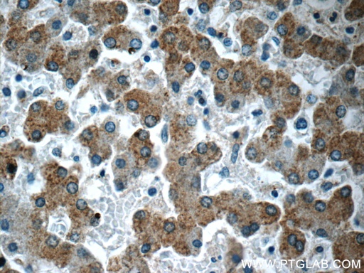 [24445-1-AP-150UL] CCDC53 Polyclonal antibody