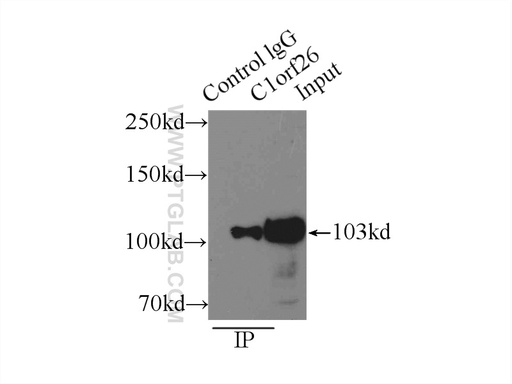 [24447-1-AP-20UL] C1orf26 Polyclonal antibody