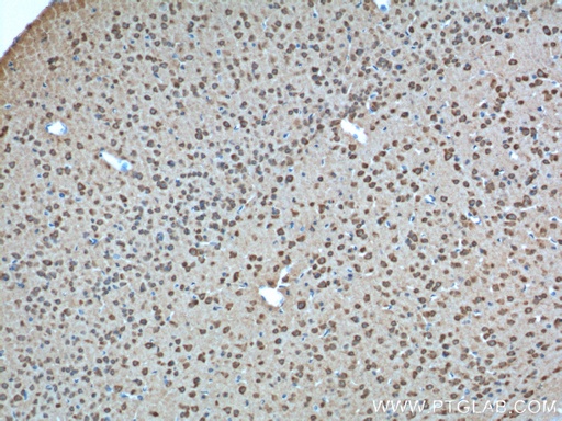 [24481-1-AP-20UL] GPR19 Polyclonal antibody