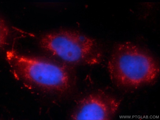 [24490-1-AP-20UL] RRP7A Polyclonal antibody