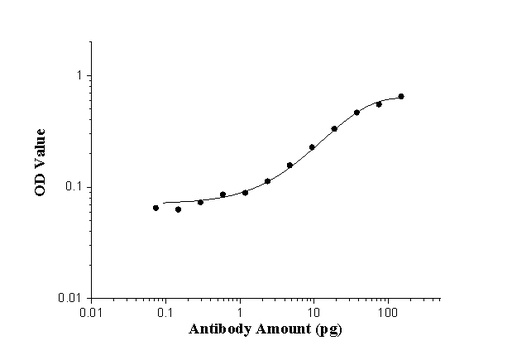 [24493-1-AP-20UL] AP repeat Polyclonal antibody