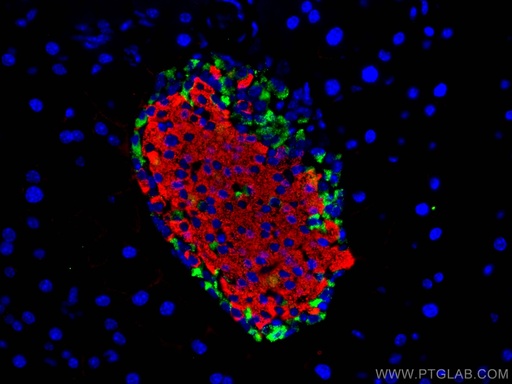 [24496-1-AP-150UL] Somatostatin (1-116aa) Polyclonal antibody