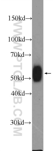 [24497-1-AP-150UL] LCK Polyclonal antibody