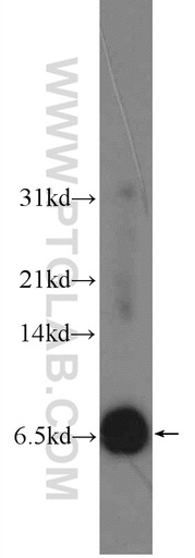 [24509-1-AP-20UL] C6orf173 Polyclonal antibody