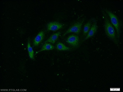 [24512-1-AP-20UL] STXBP5 Polyclonal antibody