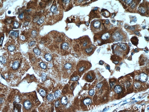 [24537-1-AP-150UL] C10orf125 Polyclonal antibody