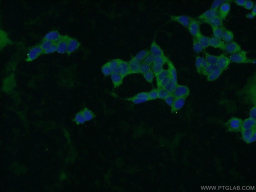 [24544-1-AP-20UL] ZBTB8A Polyclonal antibody