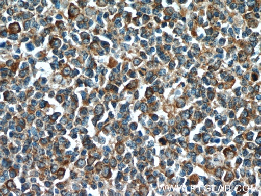 [24553-1-AP-150UL] C15orf53 Polyclonal antibody