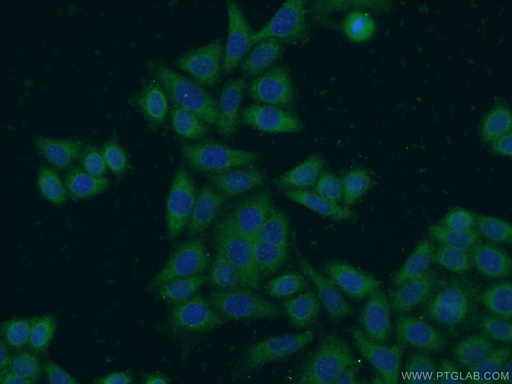 [24563-1-AP-20UL] NCAPG Polyclonal antibody