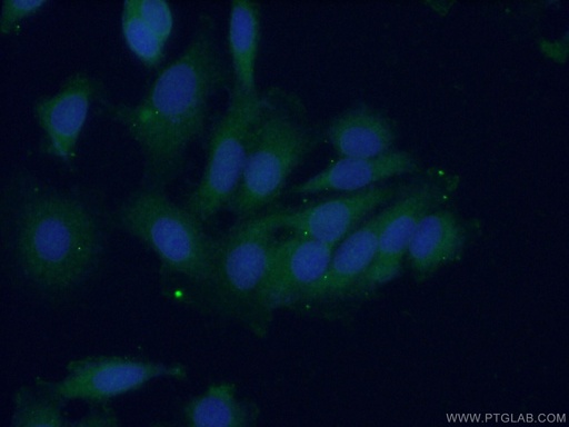 [24570-1-AP-20UL] PTPN11 Polyclonal antibody