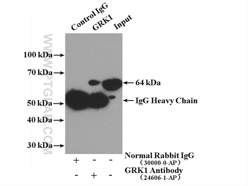 [24606-1-AP-20UL] GRK1 Polyclonal antibody