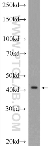 [24609-1-AP-20UL] GPR58/TAAR2 Polyclonal antibody