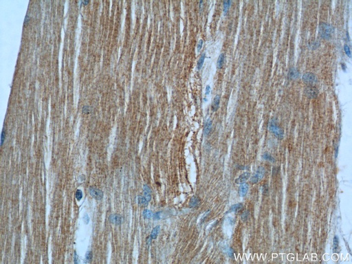 [24610-1-AP-20UL] MBNL3 Polyclonal antibody