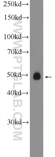 [24618-1-AP-150UL] RNF167 Polyclonal antibody