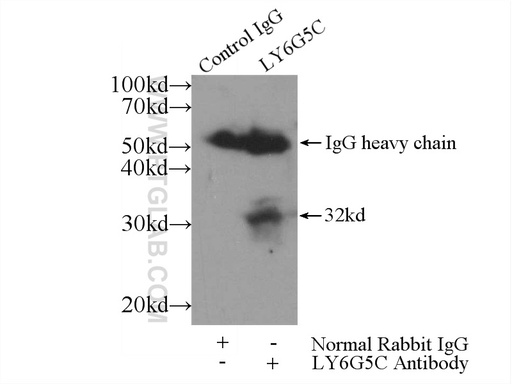 [24633-1-AP-150UL] LY6G5C Polyclonal antibody