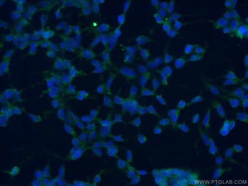 [24639-1-AP-20UL] ISG20L2 Polyclonal antibody