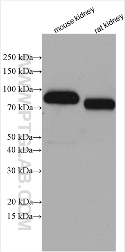 [24640-1-AP-150UL] MEP1A Polyclonal antibody