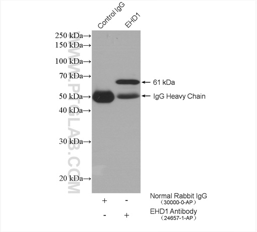 [24657-1-AP-150UL] EHD1 Polyclonal antibody