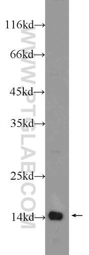 [24672-1-AP-150UL] TAF13 Polyclonal antibody