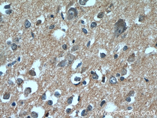[24692-1-AP-20UL] DAOA Polyclonal antibody