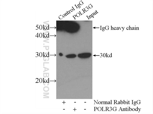 [24701-1-AP-20UL] POLR3G Polyclonal antibody