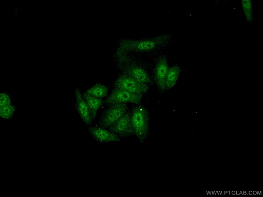 [24705-1-AP-150UL] SFRS8 Polyclonal antibody