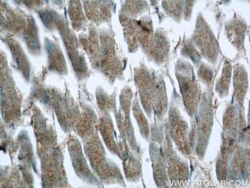 [24737-1-AP-20UL] C14orf159 Polyclonal antibody