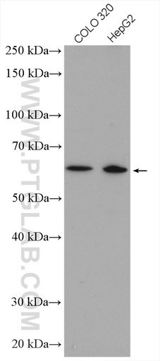 [24747-1-AP-150UL] ZNF674 Polyclonal antibody