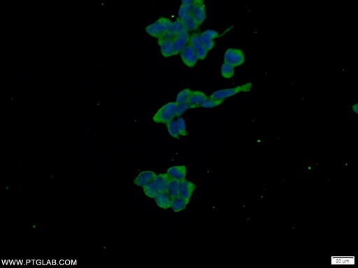 [24750-1-AP-20UL] WWC2 Polyclonal antibody
