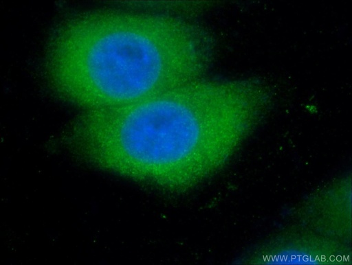 [24756-1-AP-20UL] VHL Polyclonal antibody