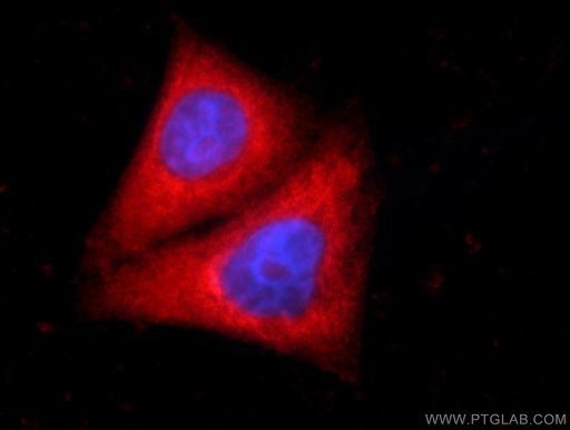 [24758-1-AP-20UL] SMC4 Polyclonal antibody