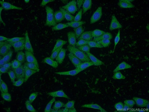 [24766-1-AP-20UL] INSIG2 Polyclonal antibody