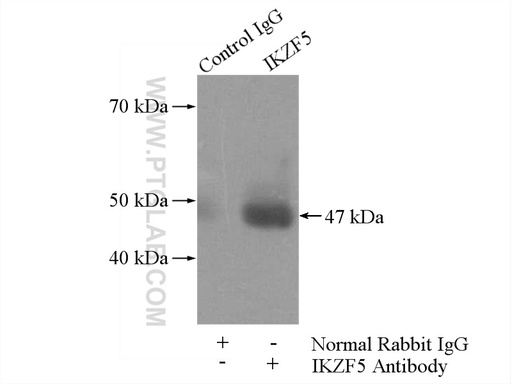 [24780-1-AP-20UL] IKZF5 Polyclonal antibody