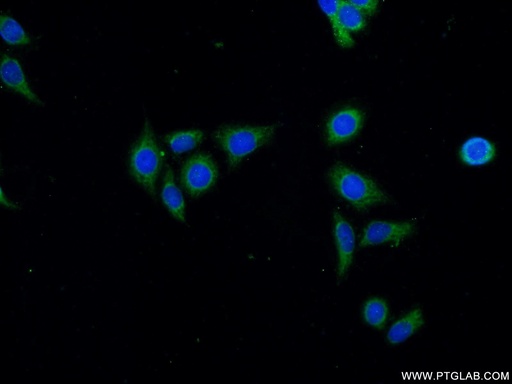 [24788-1-AP-20UL] PIK3C2B Polyclonal antibody