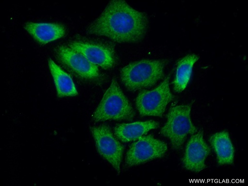 [24790-1-AP-150UL] GIGYF2 Polyclonal antibody