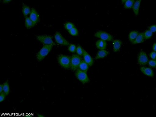 [24803-1-AP-150UL] FAM92A1 Polyclonal antibody