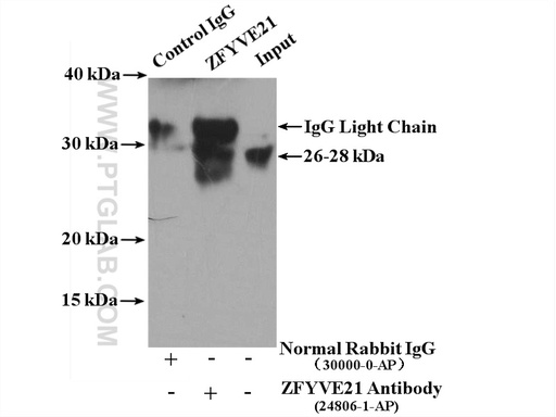 [24806-1-AP-20UL] ZFYVE21 Polyclonal antibody