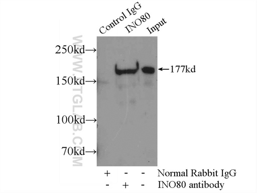 [24819-1-AP-20UL] INO80 Polyclonal antibody