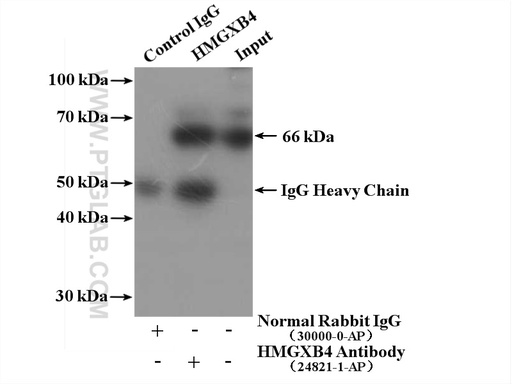 [24821-1-AP-150UL] HMGXB4 PolyClonal antibody