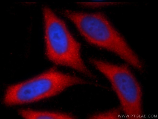 [24858-1-AP-150UL] NRBF2 Polyclonal antibody