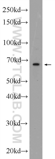 [24870-1-AP-20UL] C20orf152 Polyclonal antibody