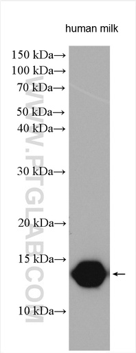 [24871-1-AP-150UL] LALBA Polyclonal antibody