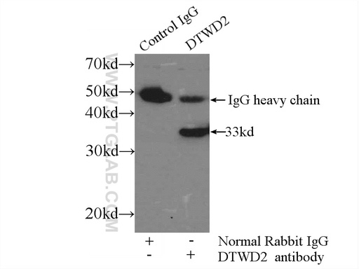 [24873-1-AP-20UL] DTWD2 Polyclonal antibody