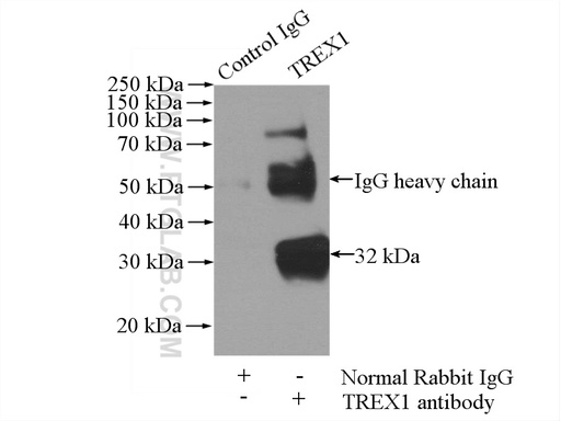 [24876-1-AP-20UL] TREX1 Polyclonal antibody